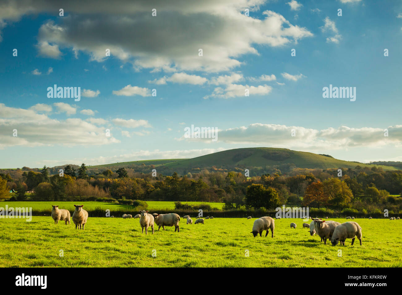 Schafe in South Downs National Park, West Sussex, England. Stockfoto