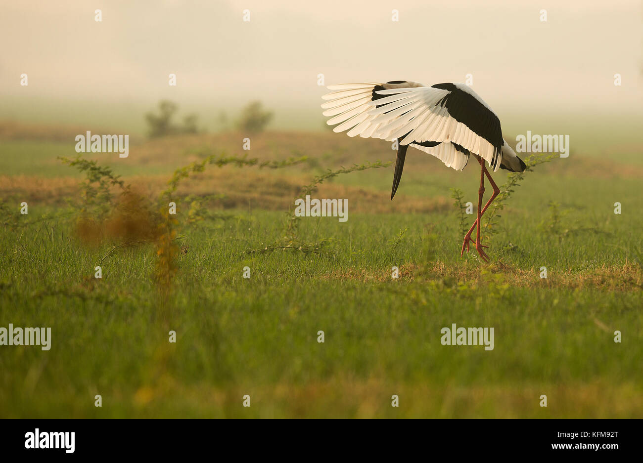 Schwarz necked Stork in Keoladeo Bird Sanctuary Stockfoto