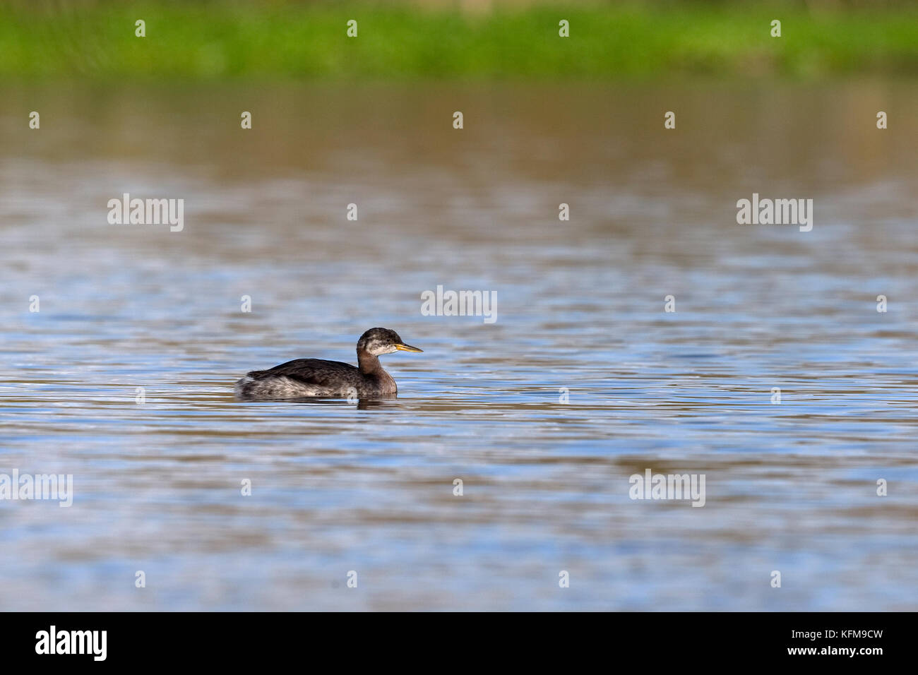 Red-necked Grebe (Podiceps grisegena) Stockfoto