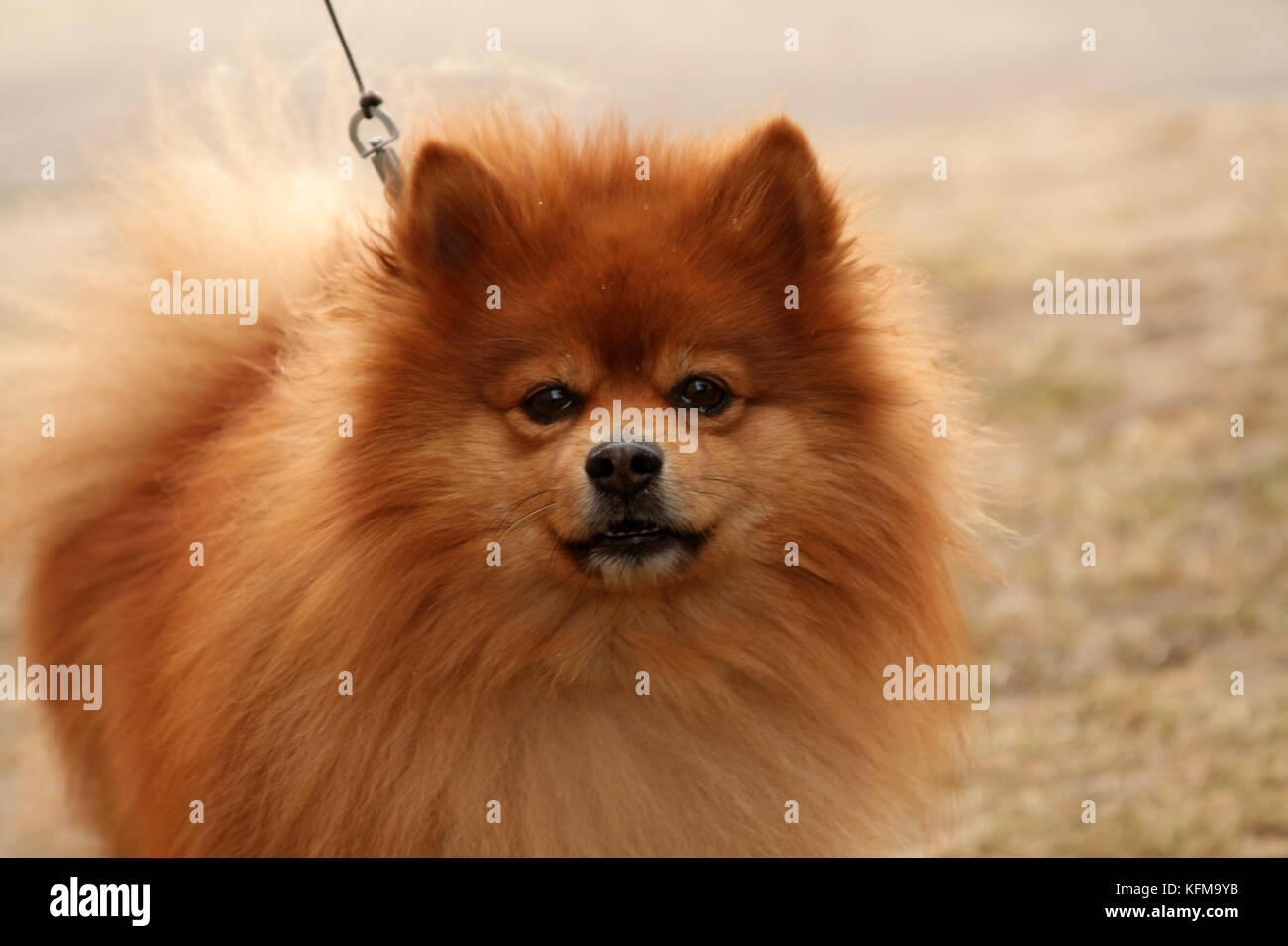 Das Symbol des neuen 2018-gelbe Hund. schönen hellen roten Hund schaut in die Kamera. spitz. Stockfoto