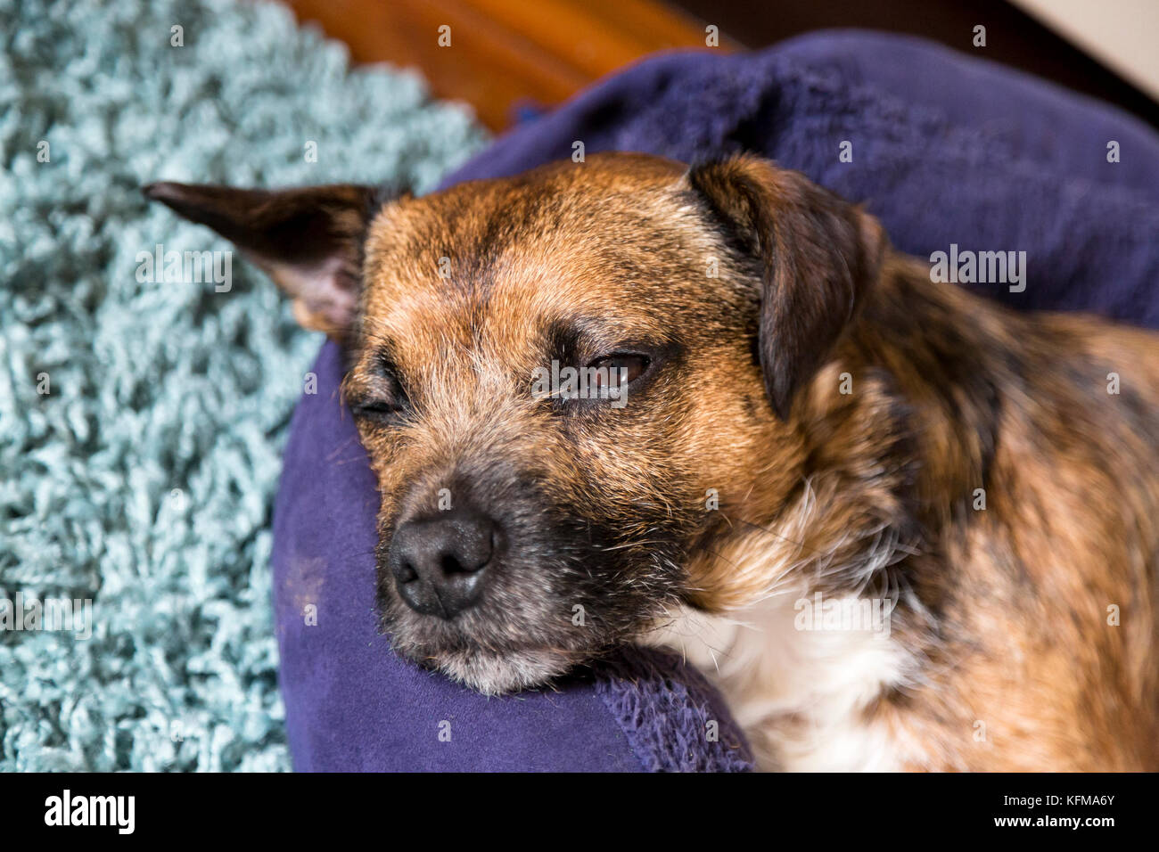 Kleine Terrier Hund, Dösen auf dem Bett, die Augen halb geöffnet Stockfoto