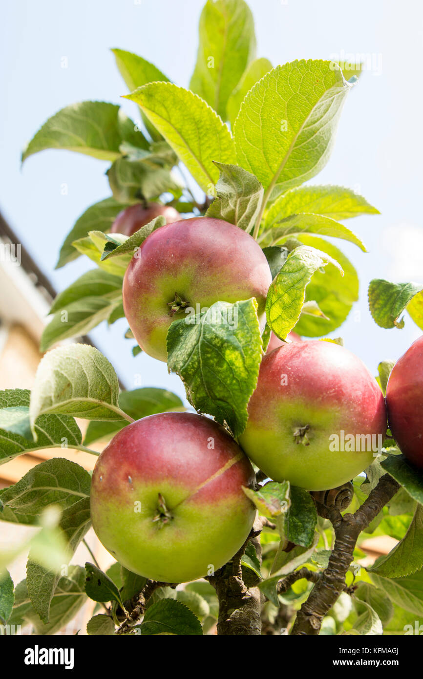 Apple auf einem Apfelbaum, Gegenlicht der Sonne. Stockfoto