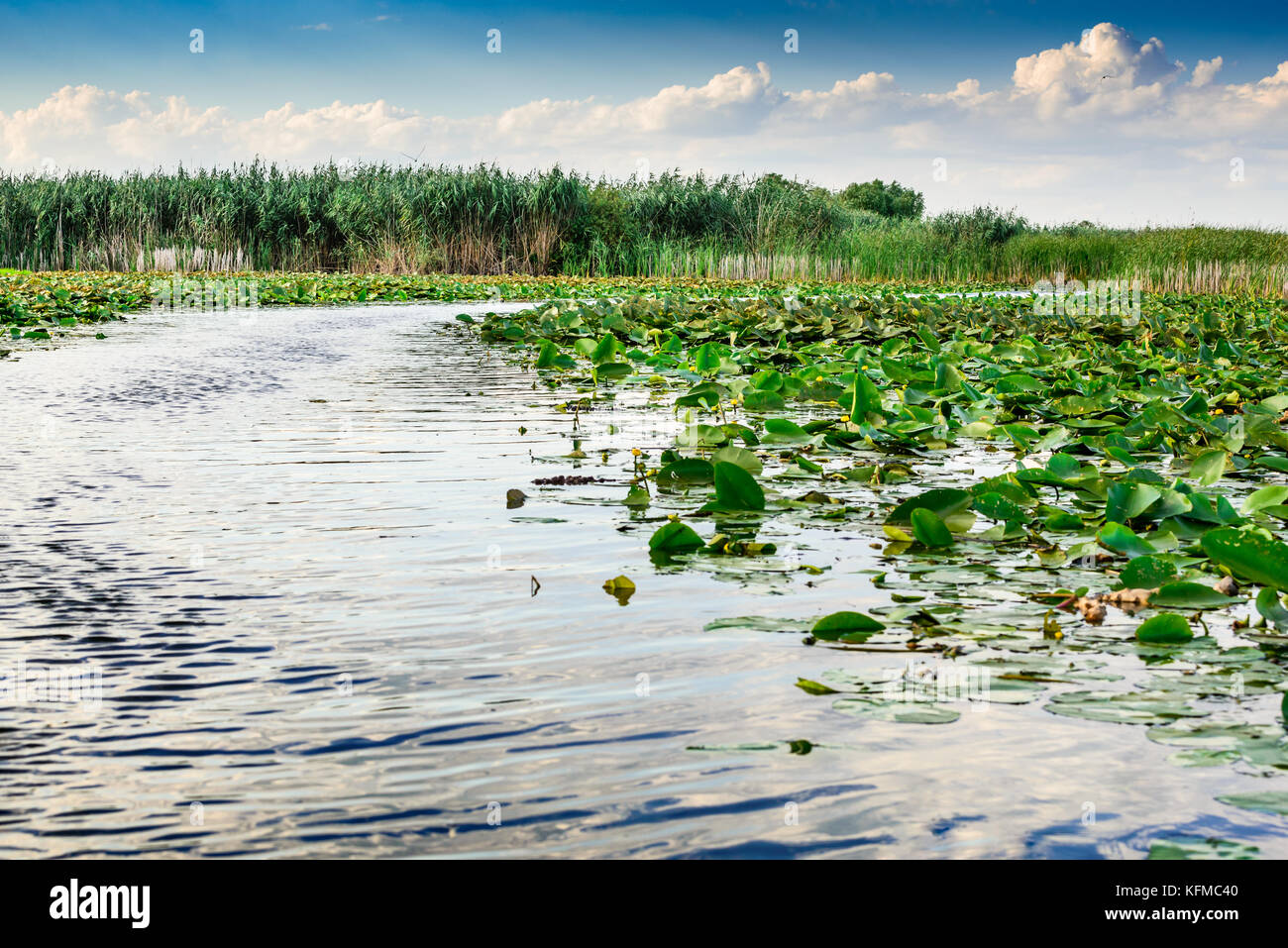 Donaudelta, Rumänien, das zweitgrößte Flussdelta Europas. Stockfoto
