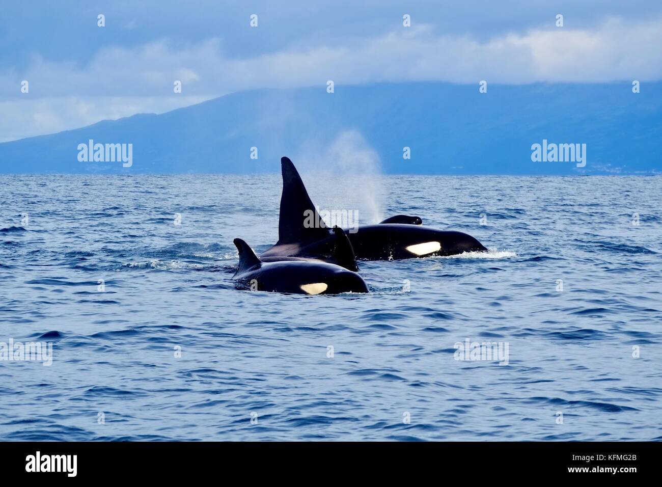 Orcas auf den Azoren Stockfoto