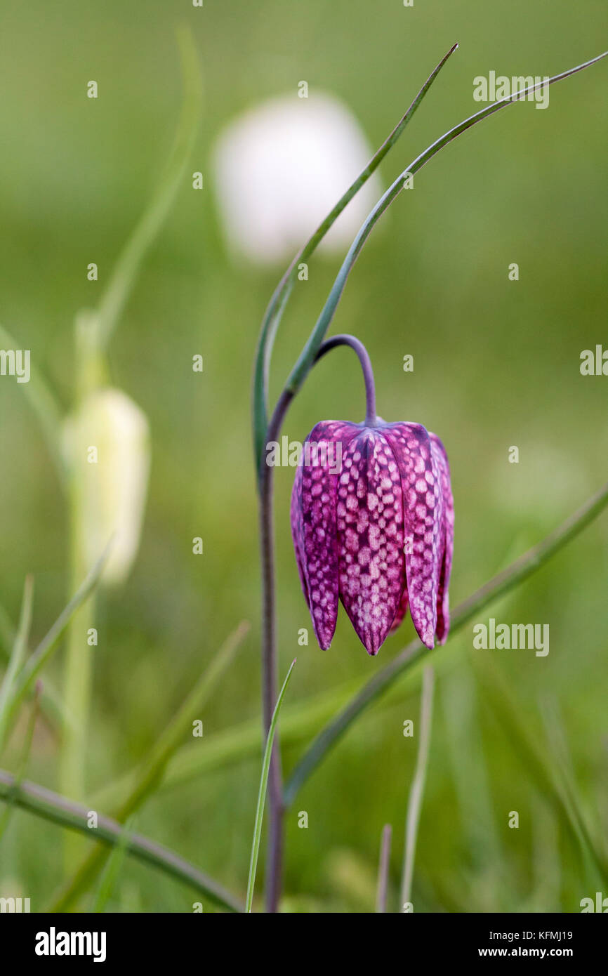 Schlange den Kopf Fritillary, Fritillaria meleagris Stockfoto