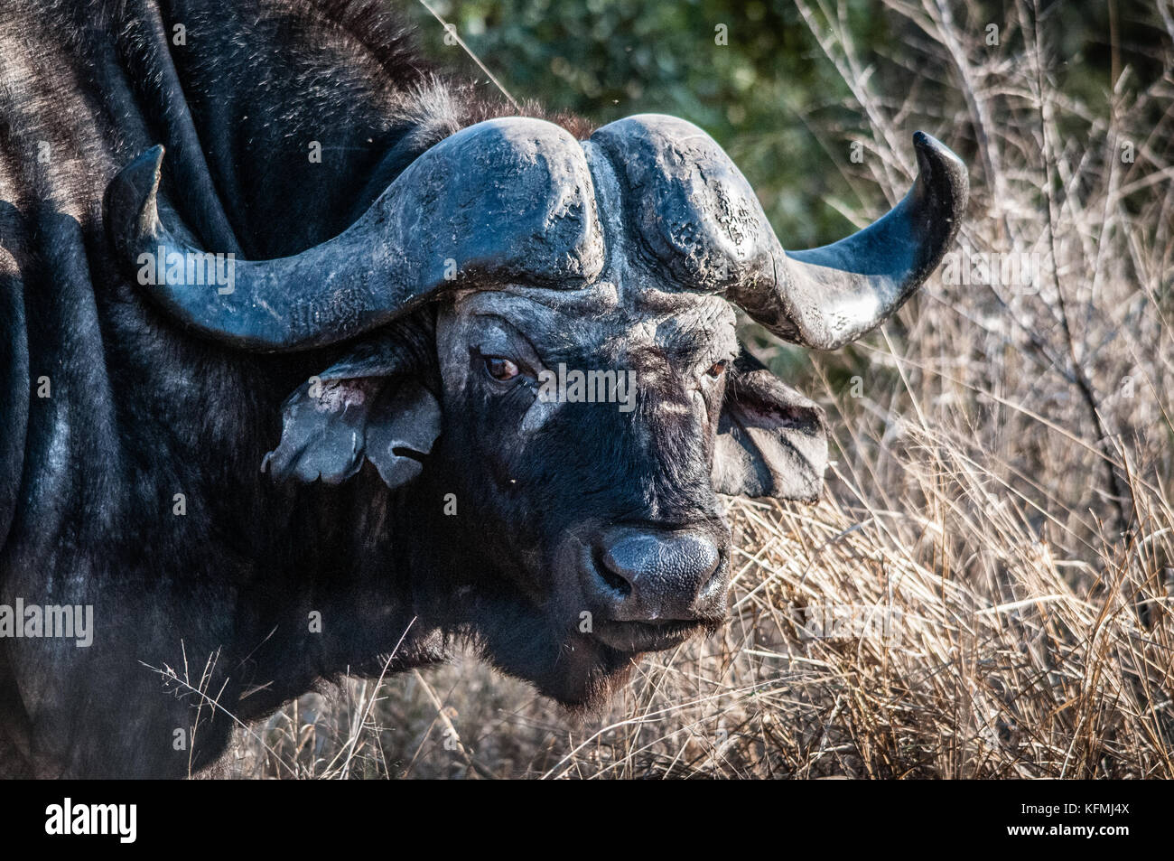 Bufalo bei krugher Park Stockfoto