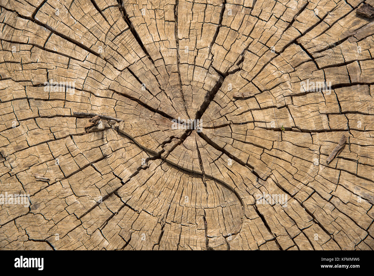 Stamm des Baumes mit Ringen und Rissen. Stockfoto