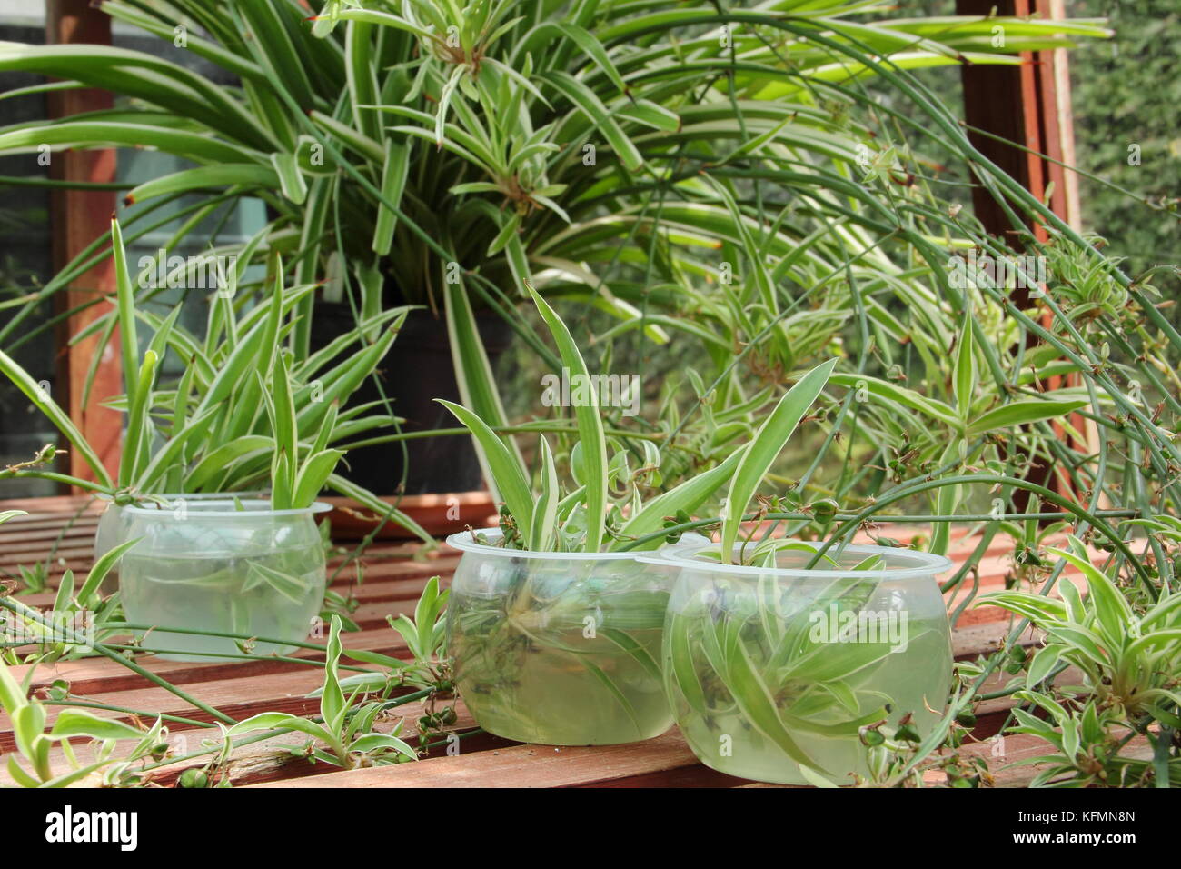Vermehrungsmaterial Spider Pflanzen von Läufern (Ausläufer), indem Sie in Wasser zu fördern das Wurzelwachstum in Baby Pflanzen (Jungpflanzen), Großbritannien Stockfoto
