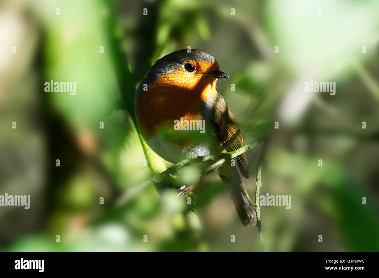 Europäische Rotkehlchen, Erithacus rubecula, auf Ast im sonnigen Herbsttag, Wald in der Nähe von Westport Lake Nature Reserve, Stoke-on-Trent, Staffordshire, Großbritannien, 2017. Stockfoto