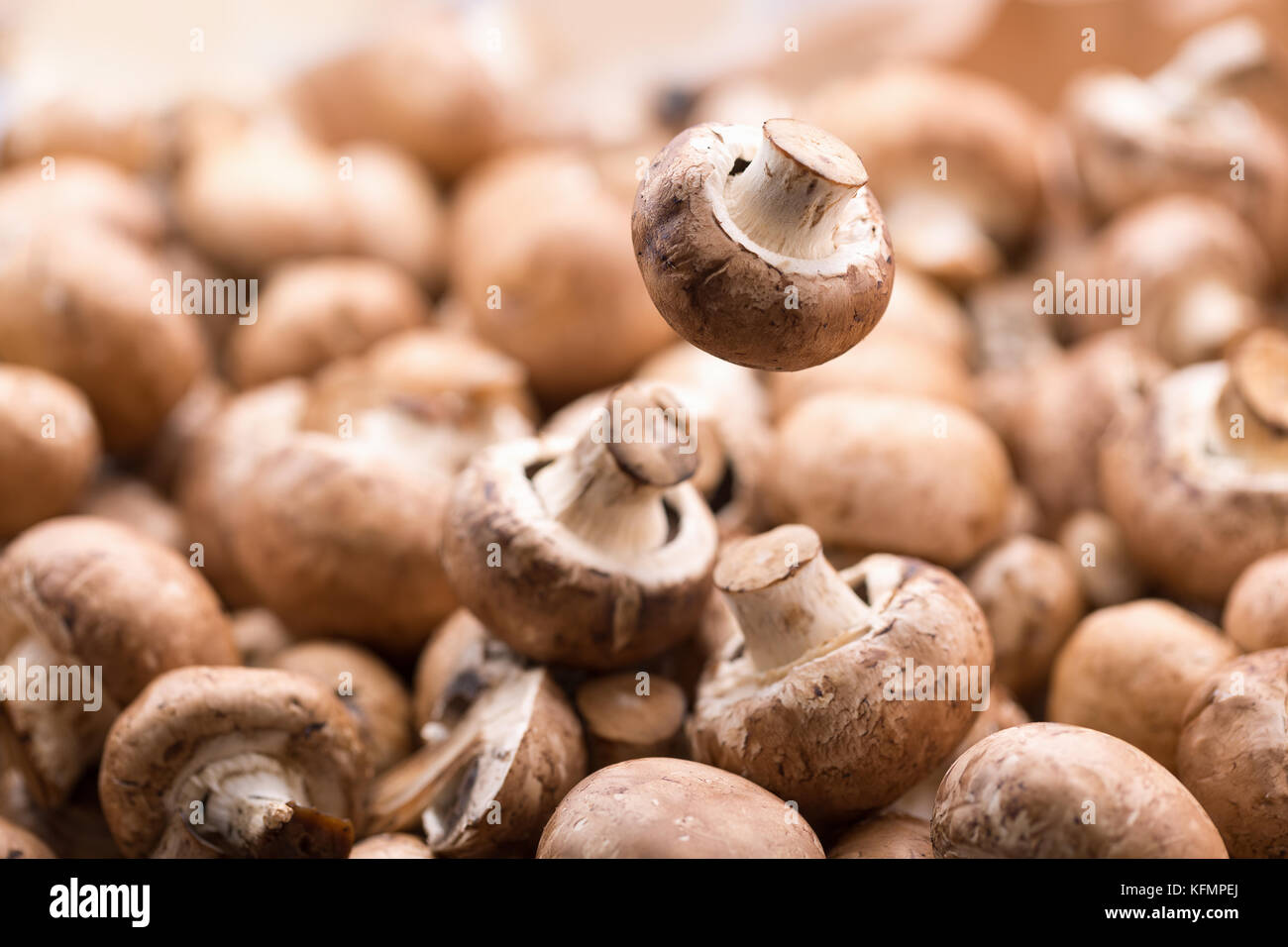 Nahaufnahme der weißen Pilze. Stockfoto