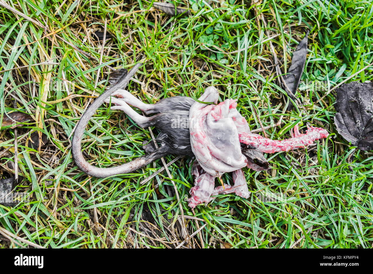 Eine Ratte tot und die andere Hälfte mit Wirbelsäule verbraucht beraubt. Stockfoto