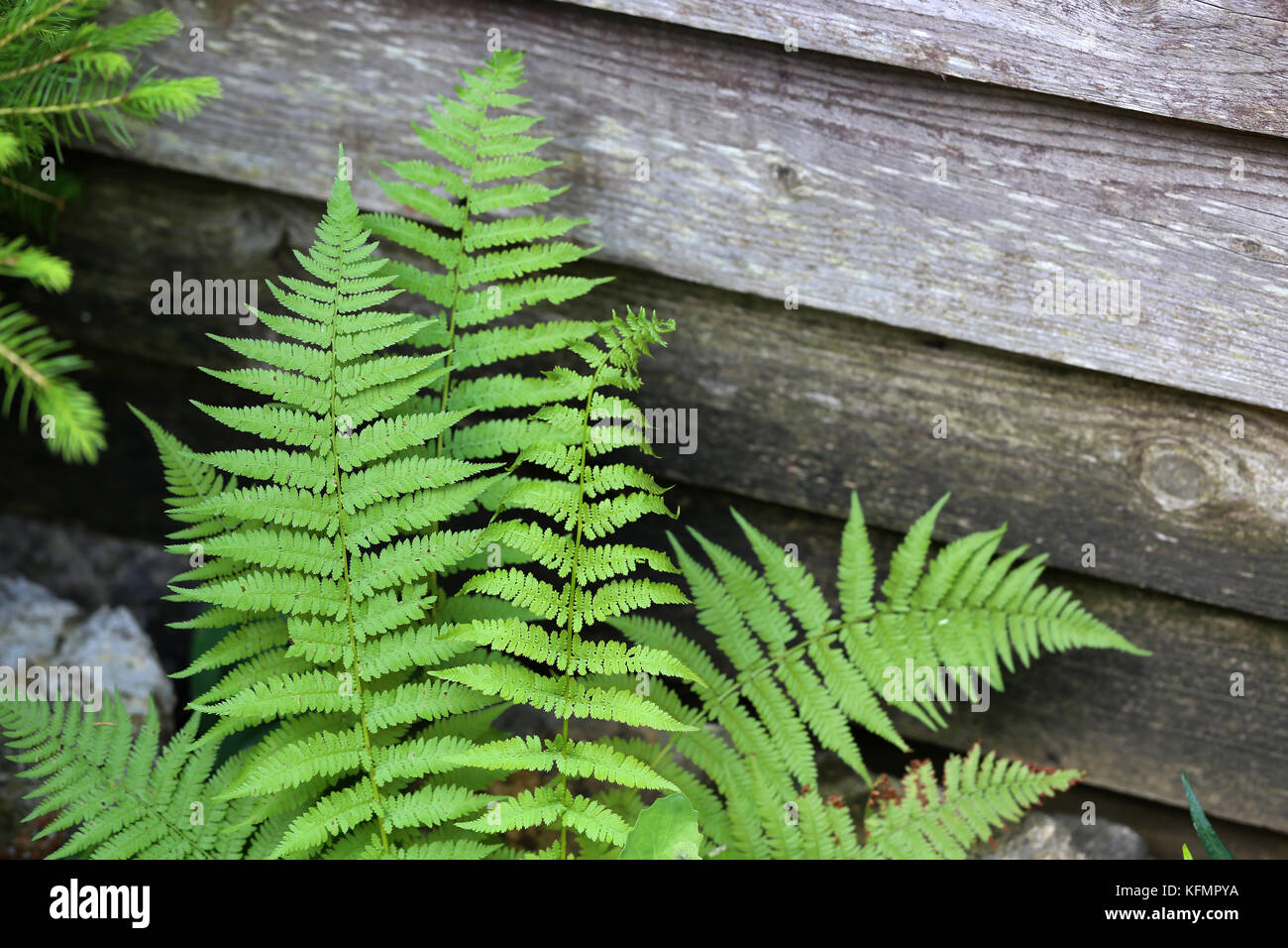 Farnbltter/Farn - die lteste Pflanze auf der Erde Stockfotografie - Alamy