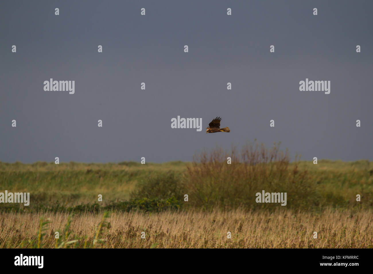 Eine weibliche Rohrweihe (Circus aeruginosus) auf der Jagd nach Beute über ein Rohr, ein Bett mit einem dunklen Himmel im Hintergrund. Stockfoto