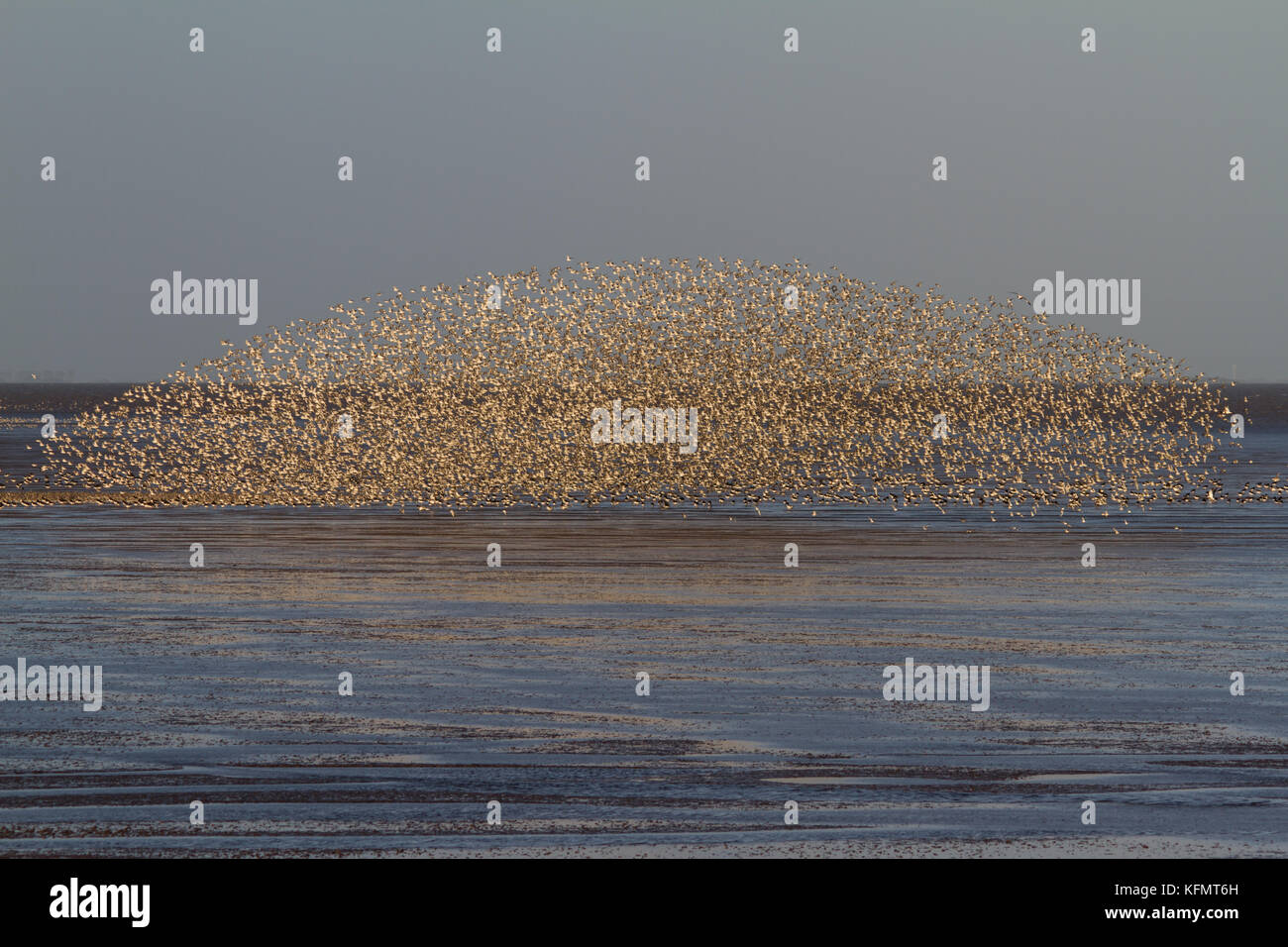 Eine große Anzahl von Vögeln murmurating auf der Küste von Norfolk. Stockfoto