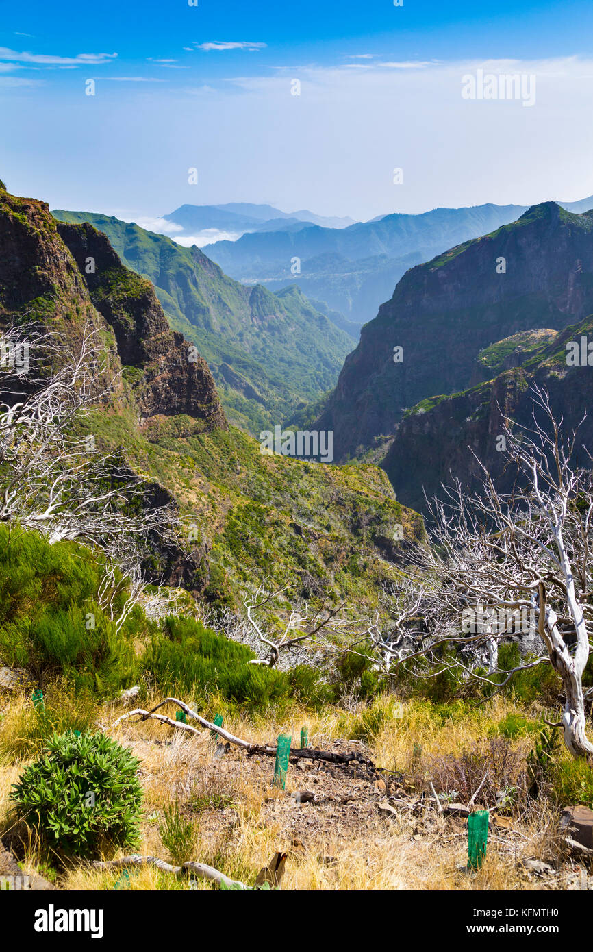 Weiße Bäume durch Feuer beschädigt entlang der Wanderroute von Pico do Arieiro nach Pico Ruivo, Madeira, Portugal Stockfoto