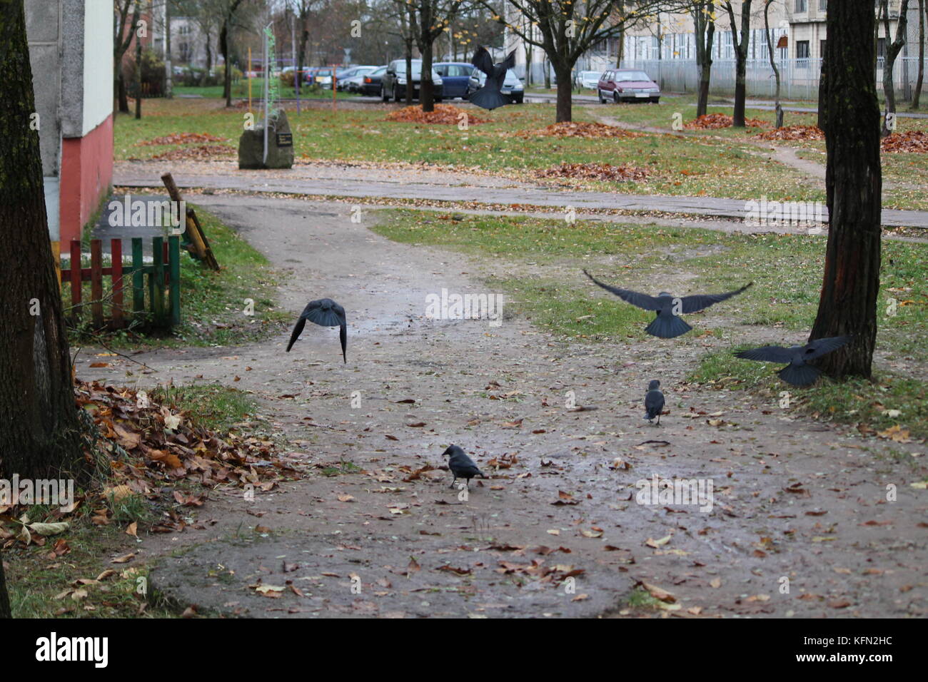 Schönes freies Leben der schwarzen Stadt raven im regnerischen Herbsttag Stockfoto