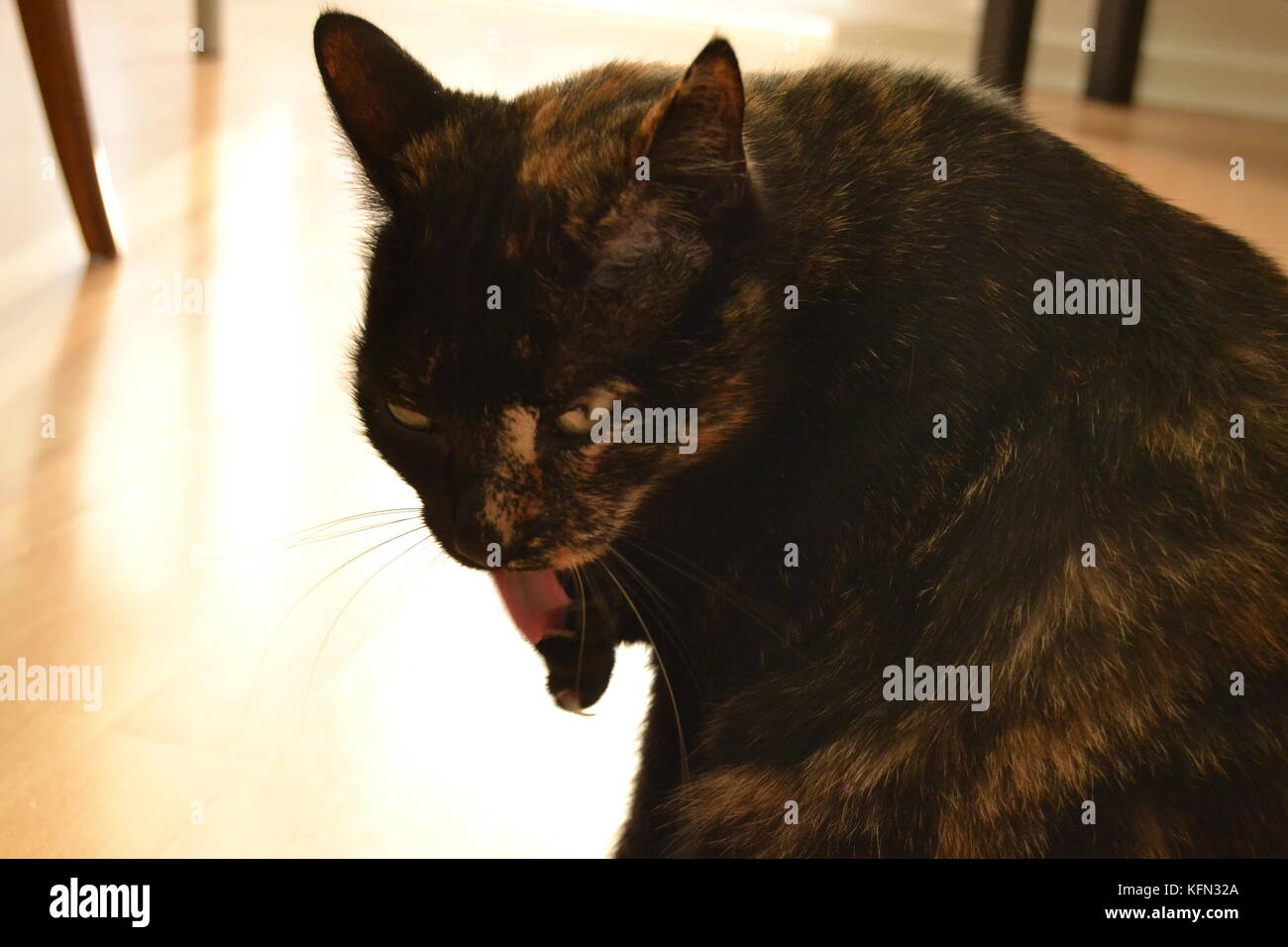 chimaren katze stockfotos und bilder kaufen alamy