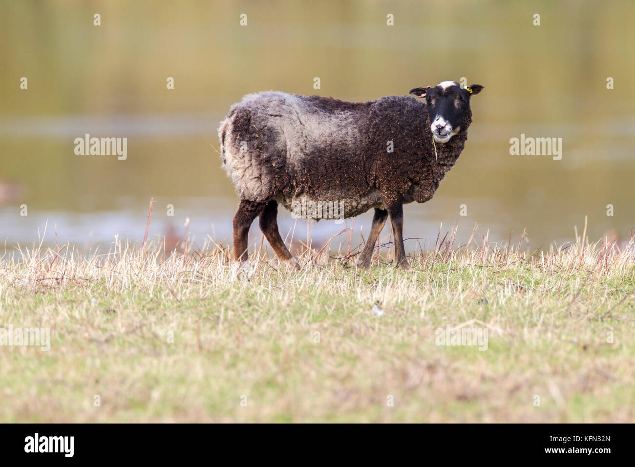 Walisischen Schafe wandern frei. Stockfoto