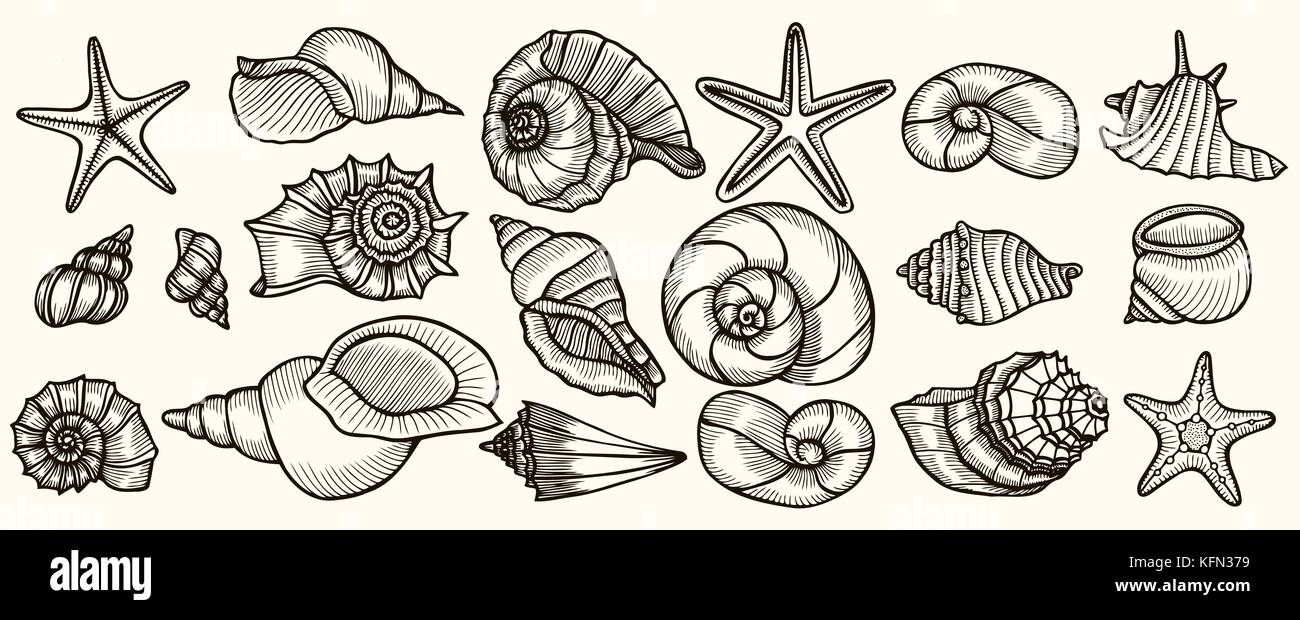 Seashells Vektor einrichten. Hand gezeichnete Illustrationen von eingraviert. Sammlung von realistischen Skizzen verschiedene Muschel Muscheln unterschiedliche Formen. Stock Vektor