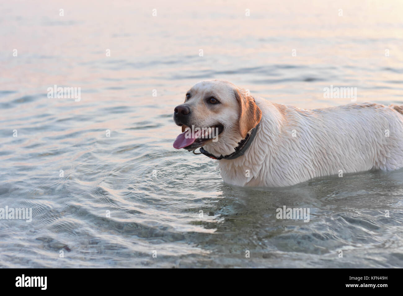 Portrait von weißer Labrador Retriever Welpen schwimmen im Meer Stockfoto