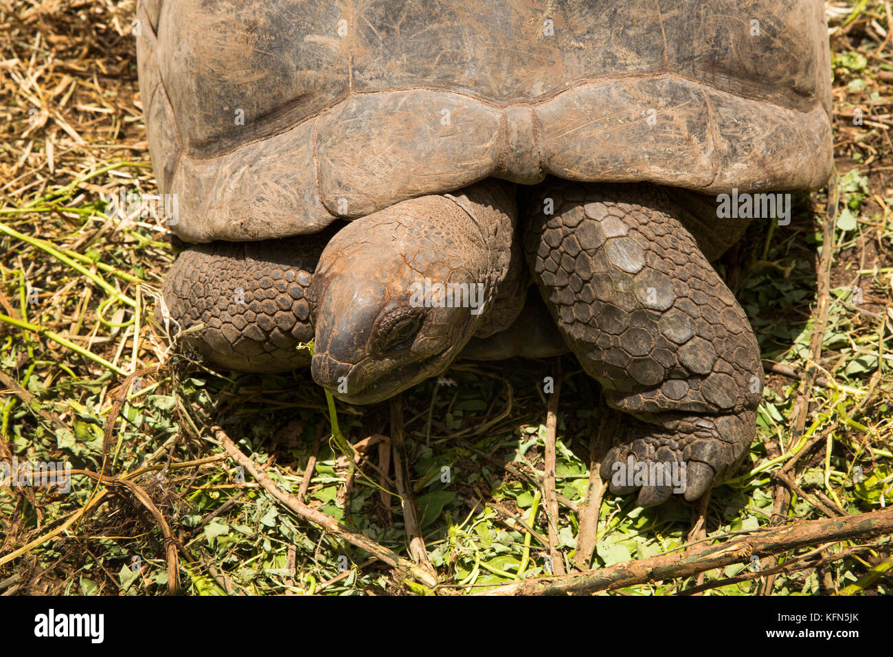 Die Seychellen, Praslin, Anse Volbert, Riesenschildkröte Aldabrachelys gigantea, im Garten des Café des Arts Guest House Stockfoto