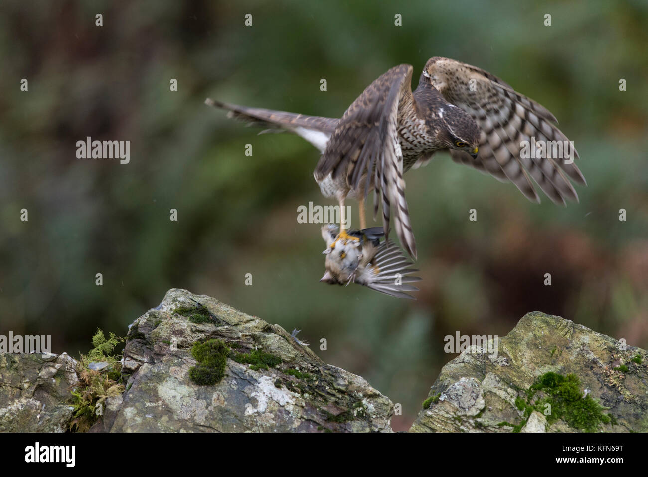 Jugendkriminalität weiblichen Sperber (accipiter Nisus) im Flug mit frisch gefangenen Beute Stockfoto