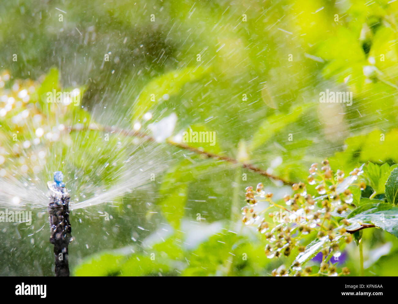 Pflanze Und Garten Bewasserung Mit Einer Automatischen
