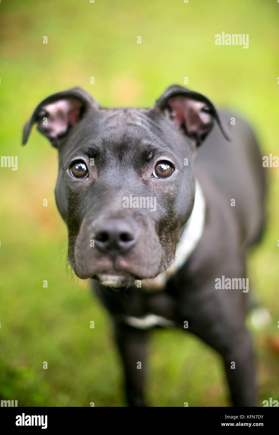 Eine schwarze Grube Stier Terrier Mischling Welpe Stockfoto