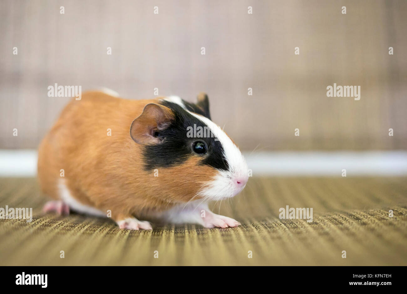 Ein junges tricolor Amerikanischen Meerschweinchen Stockfoto