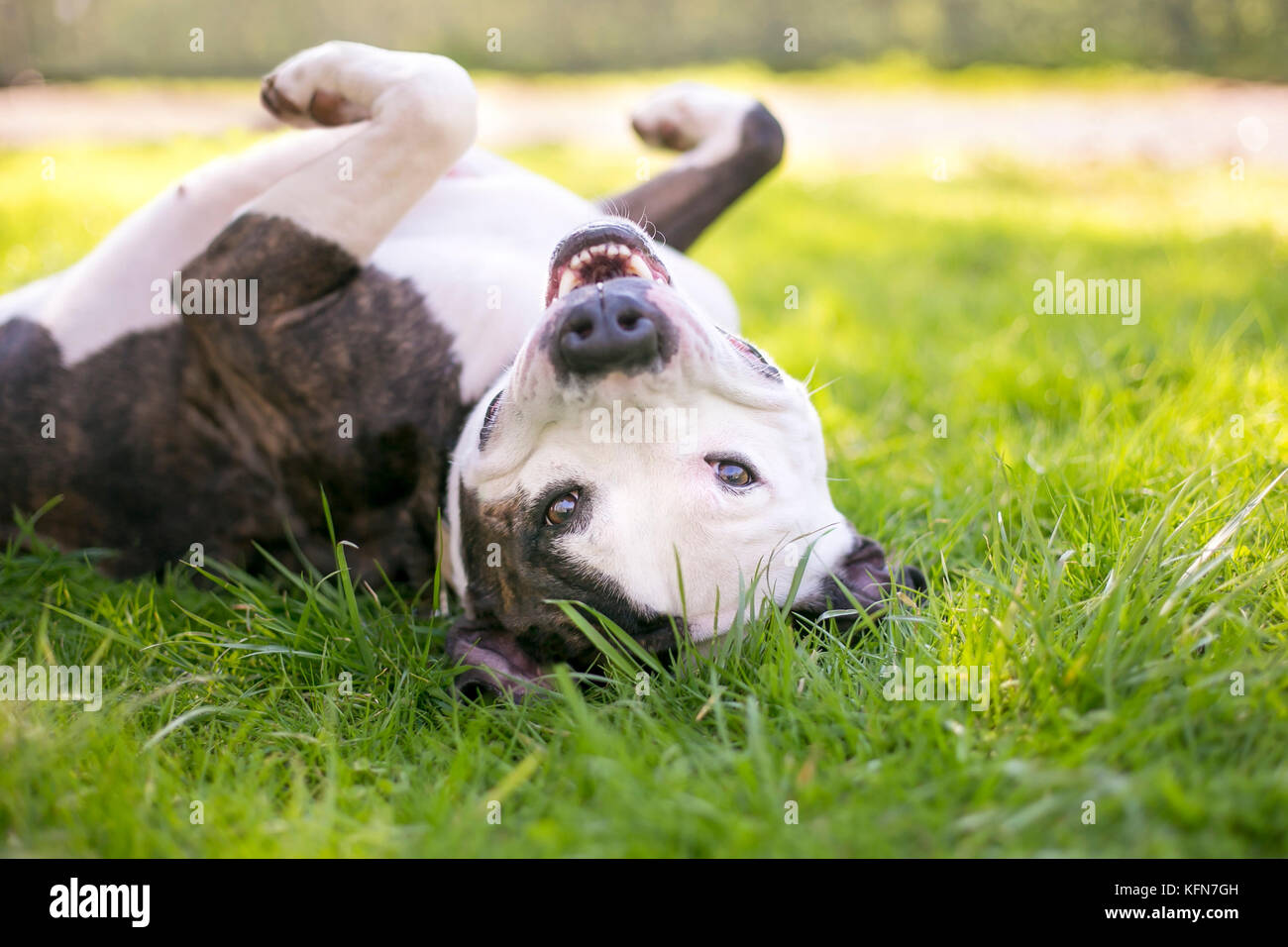 Ein glückliches Grube Bill Terrier Mischling Hund im Gras rollen Stockfoto