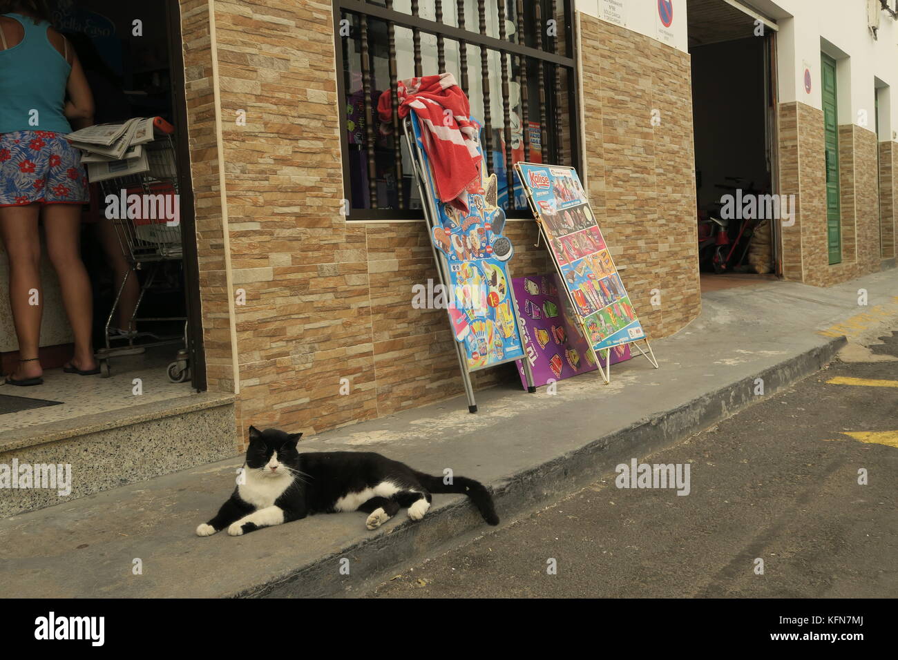 Draußen kann man sich bei Katzen entspannen Stockfoto