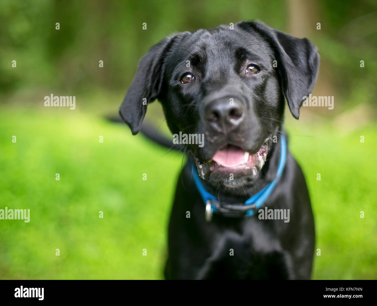 Ein schwarzer Labrador Retriever Hund mit einem glücklichen Ausdruck Stockfoto