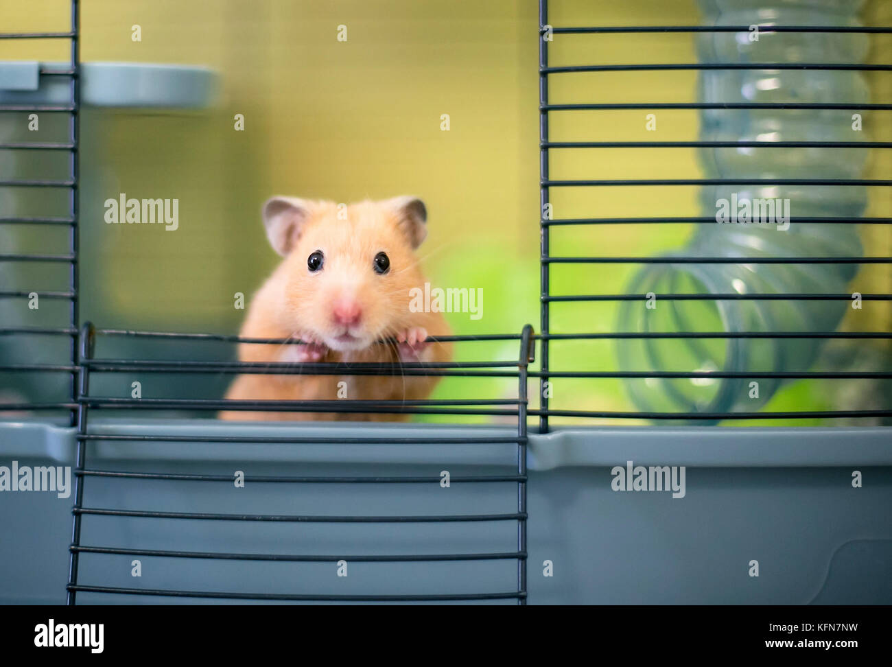 Ein niedliches Syrischen Hamster peeking aus seinem Käfig Stockfoto