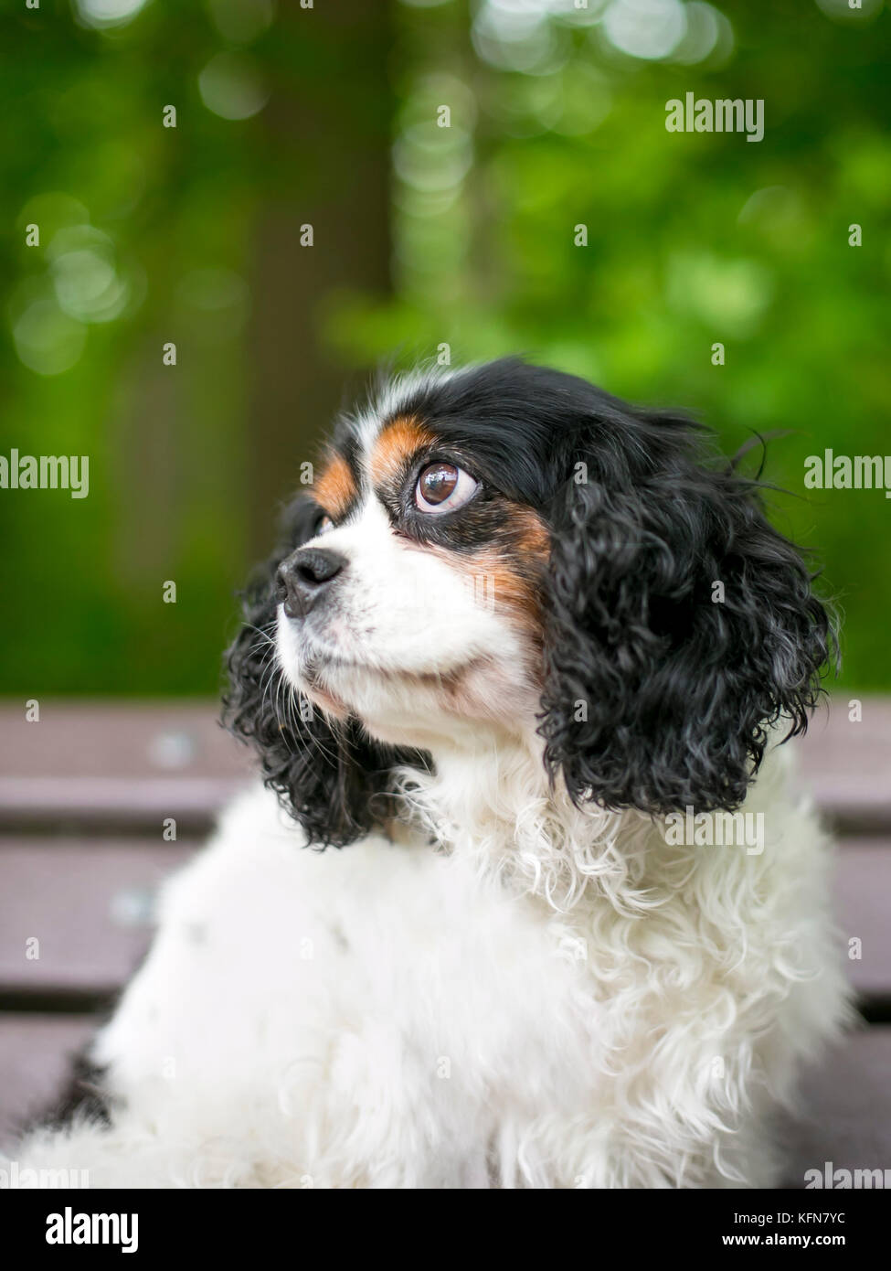 Reinrassig tricolor Cavalier King Charles Spaniel hund auf einer Parkbank Stockfoto