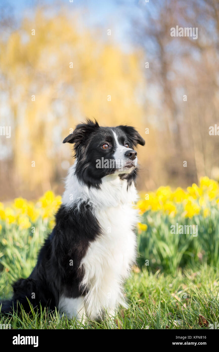Eine reinrassige Border Collie Hund draußen in den Frühling mit Narzissen Stockfoto