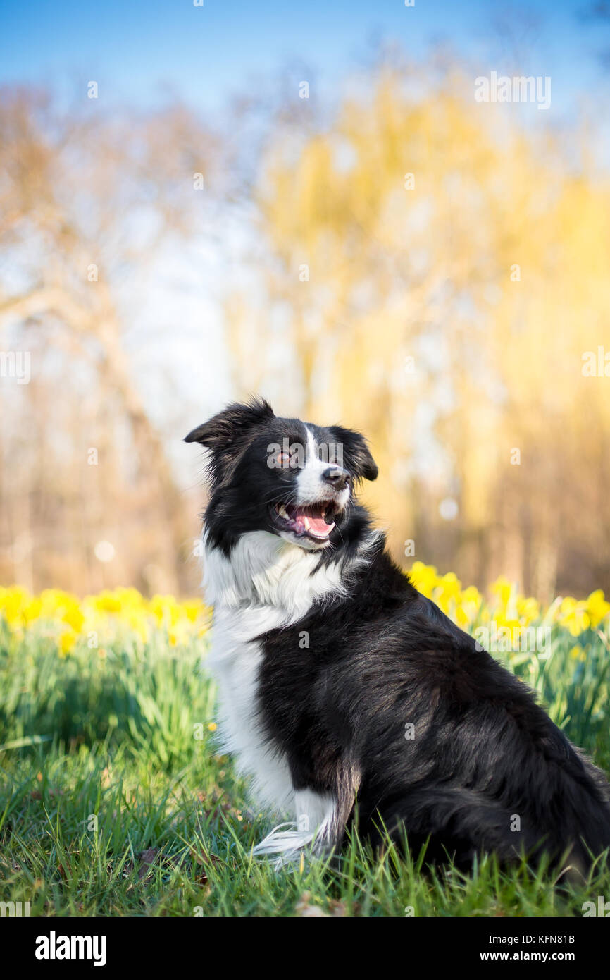 Ein Border Collie Hund draußen in den Frühling mit Narzissen Stockfoto