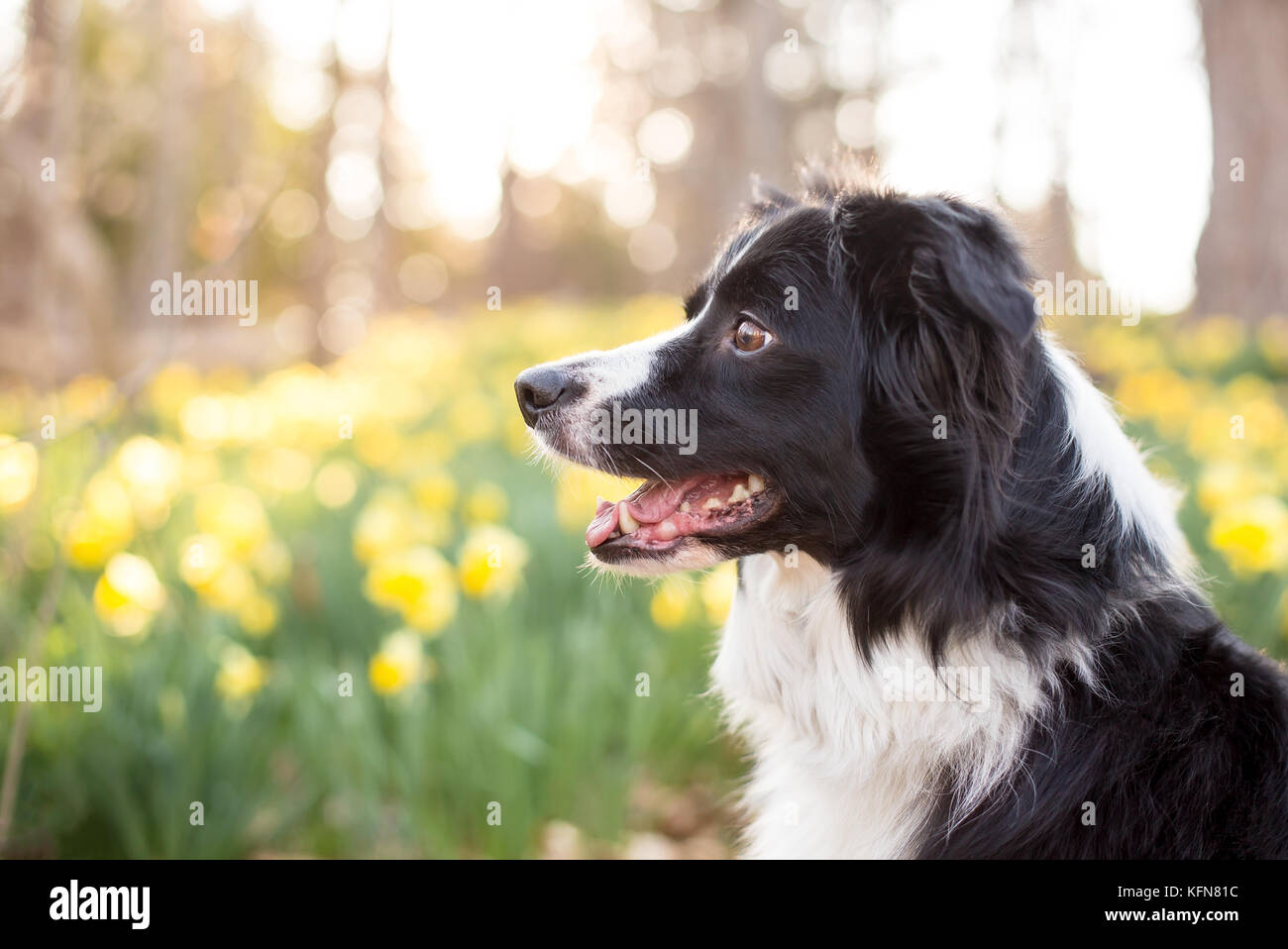 Border Collie Hund im Freien mit Narzissen Stockfoto