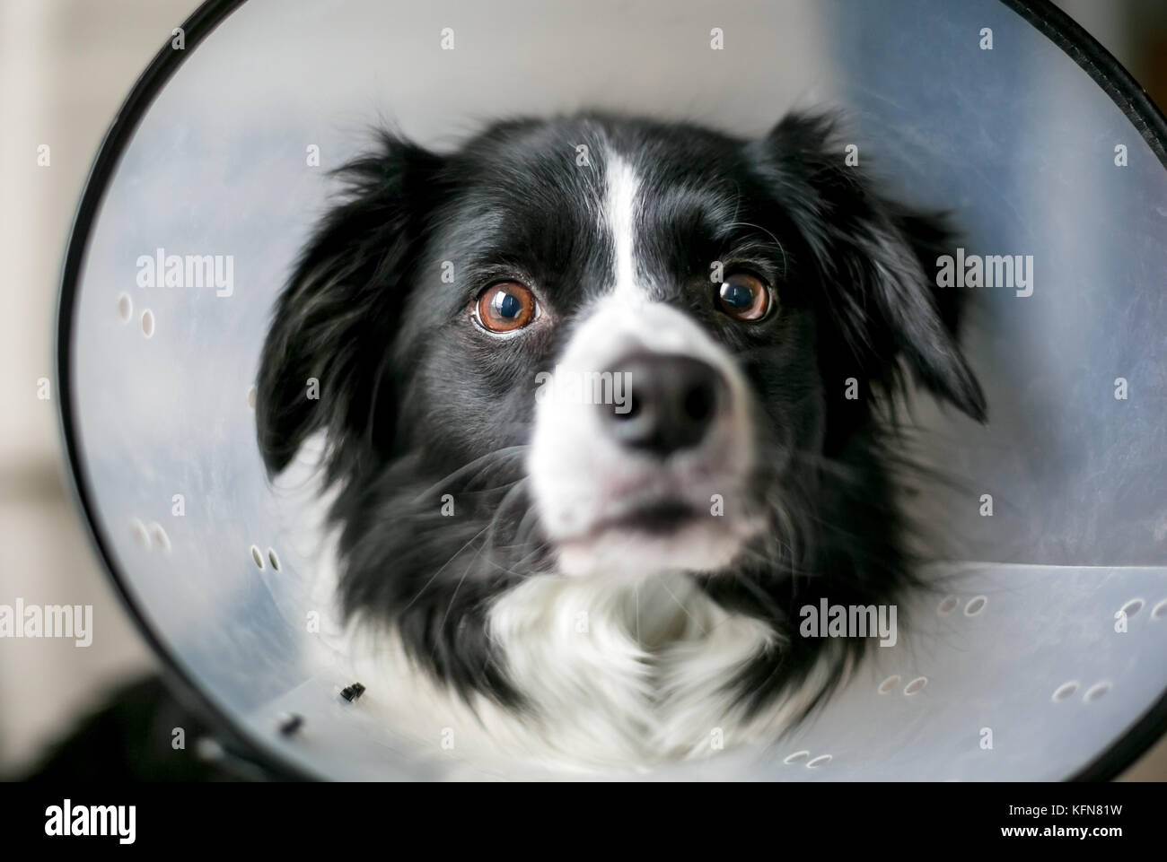 Ein Border Collie Hund tragen eine schützende Halskragen nach der Operation. Stockfoto