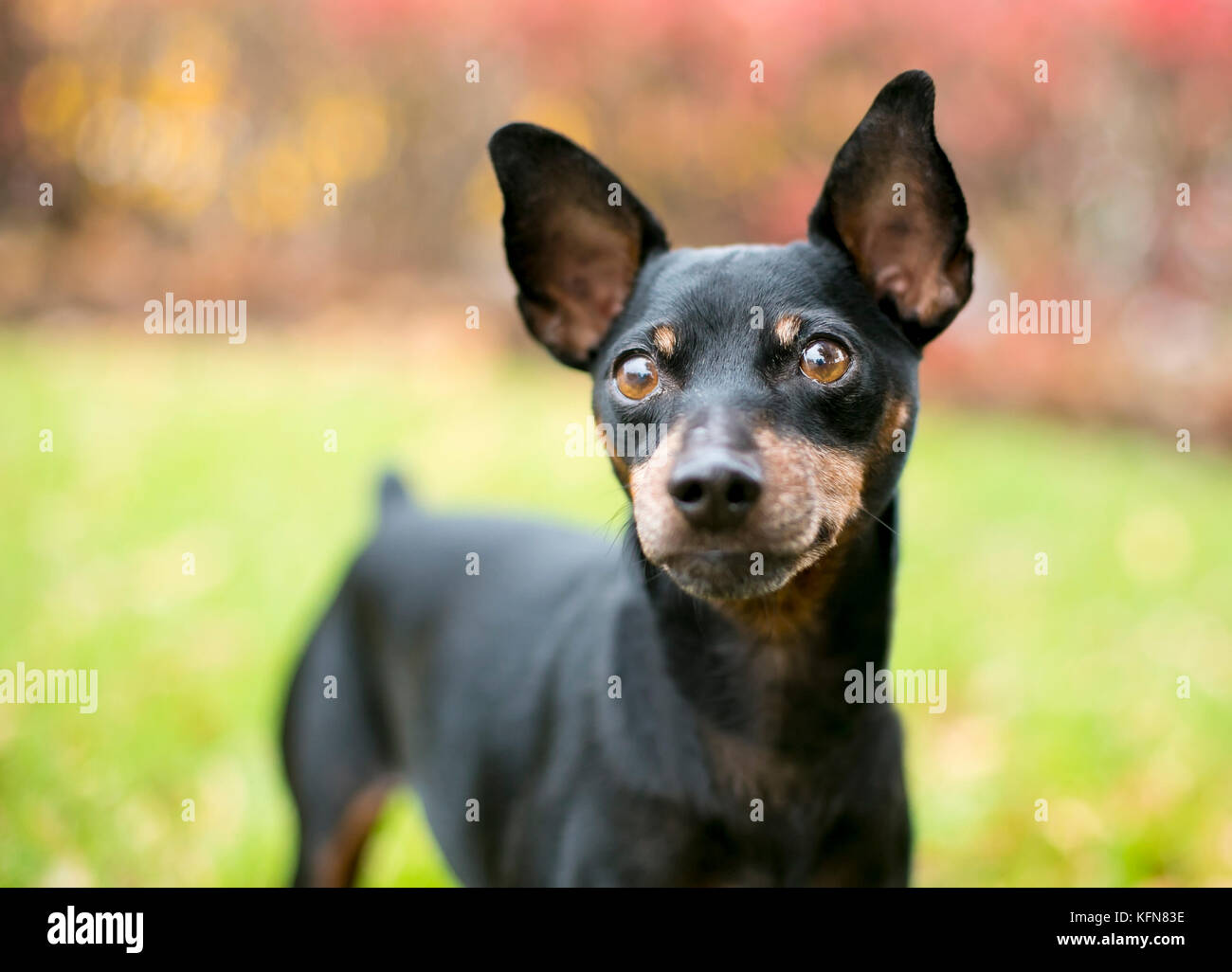 Ein schwarz und rot Zwergpinscher Hund mit natürlichen uncropped auf Ohren und eine kupierte Rute Stockfoto