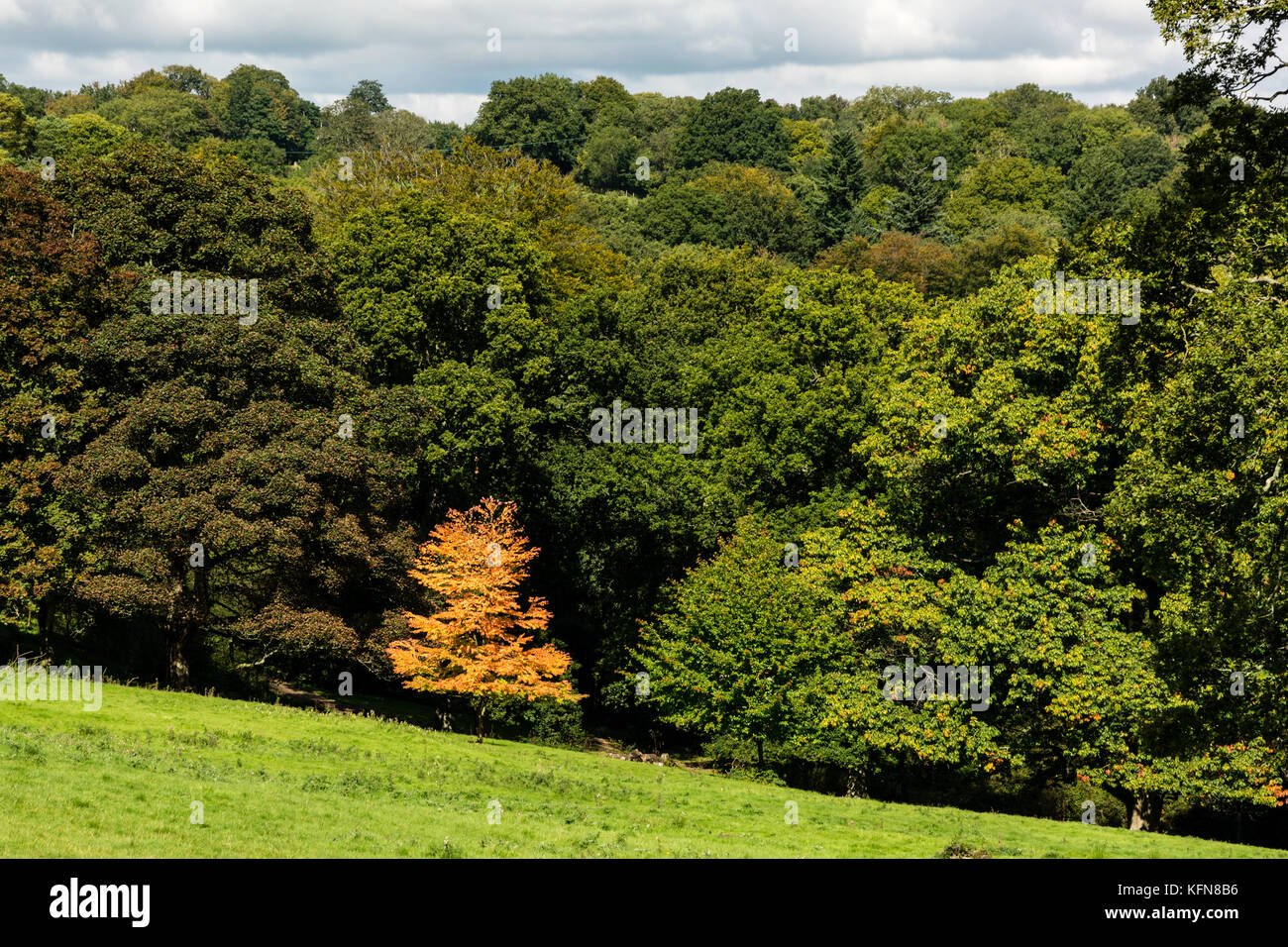 Eine kleine goldene Baum stehen heraus von der Masse von mehr dominante grüne Bäume am Rande eines Waldes in der englischen Landschaft. Stockfoto