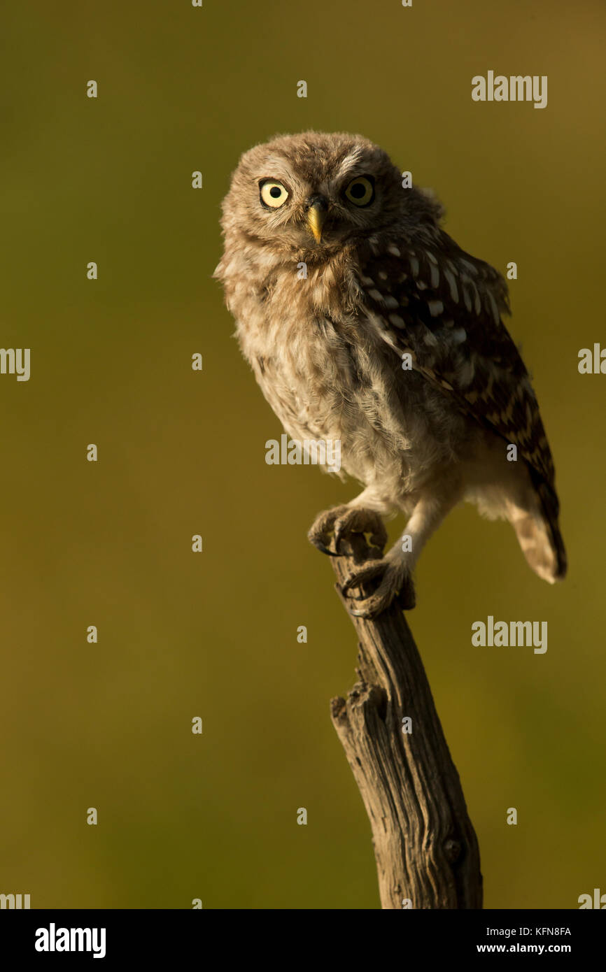 Kleine Eule Stockfoto