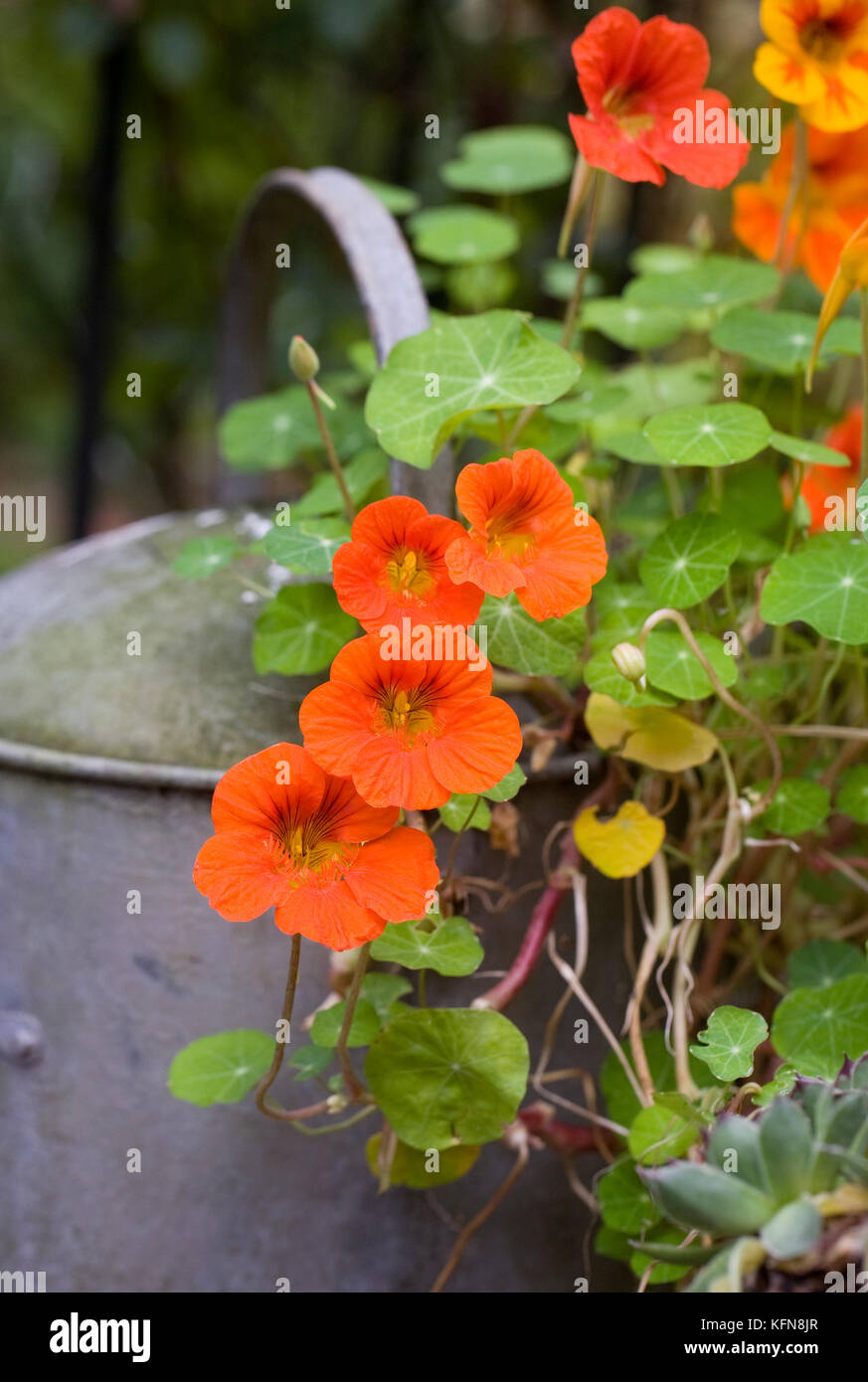 Kapuzinerkresse :. nasturtiums Kriechen über eine alte Gießkanne im Garten. Stockfoto