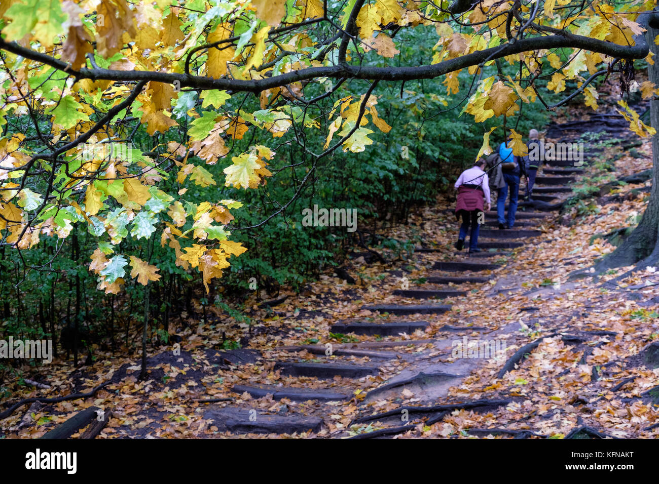 Herbst im Elbsandsteingebirge Region Bad Schandau Schrammsteine Stockfoto