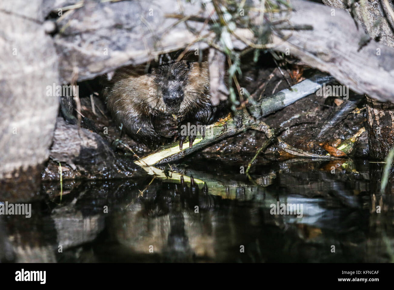 Kanadische Biber Dämme Ökosystem im Cuenca los Ojos in Sonora MEXIKO ... Kanadische Biber Dämme Ökosystem im Cuenca los Ojos in Sonora MEXIKO ...