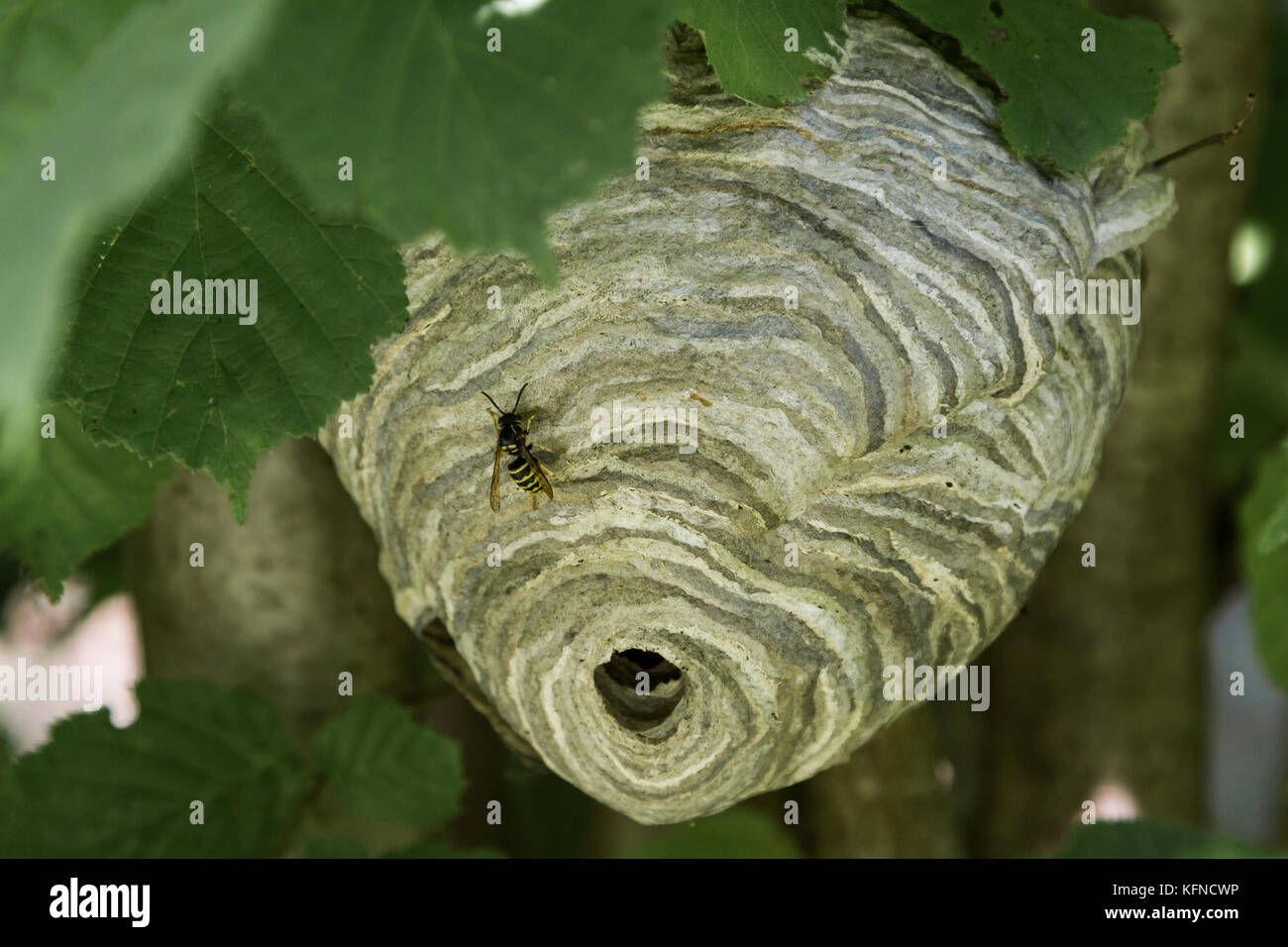 Wespennest im wald -Fotos und -Bildmaterial in hoher Auflösung – Alamy