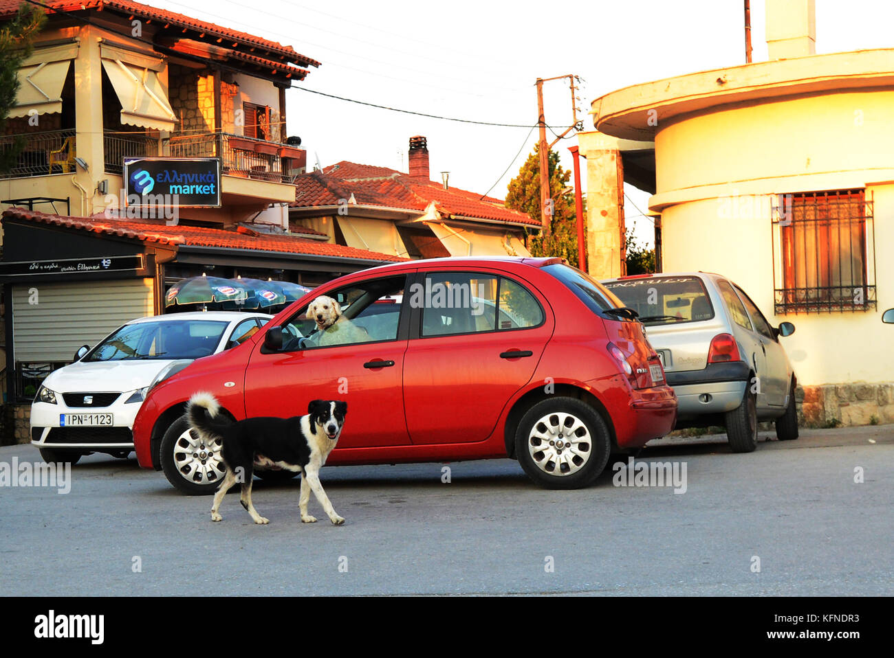 Hunde in der Griechischen Dorfes Afytos. Stockfoto