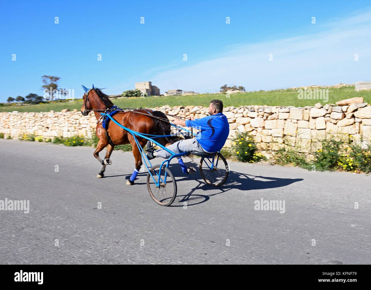 Mann in einem Pony und Trap entlang einer Landstraße, dingli, Malta reisen, Europa. Stockfoto