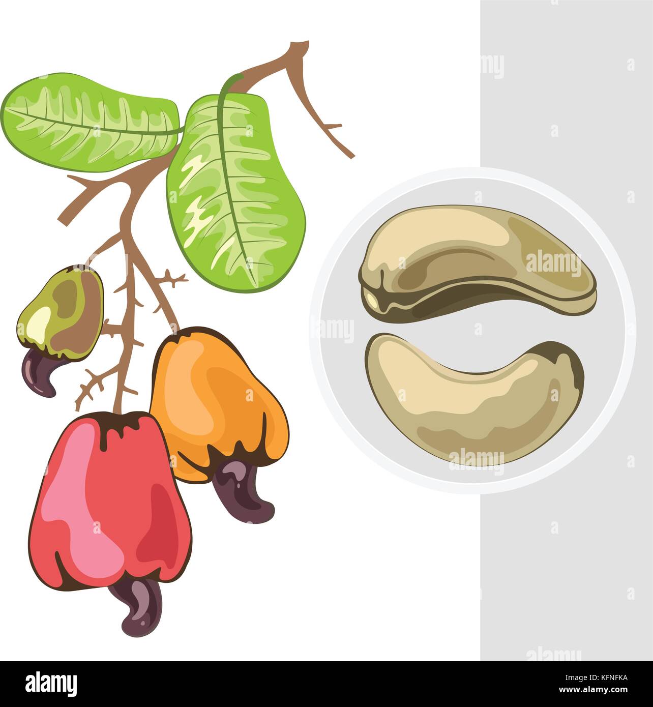 Cashew. Zweig mit Früchten und Blättern. Vector Illustration. Stock Vektor