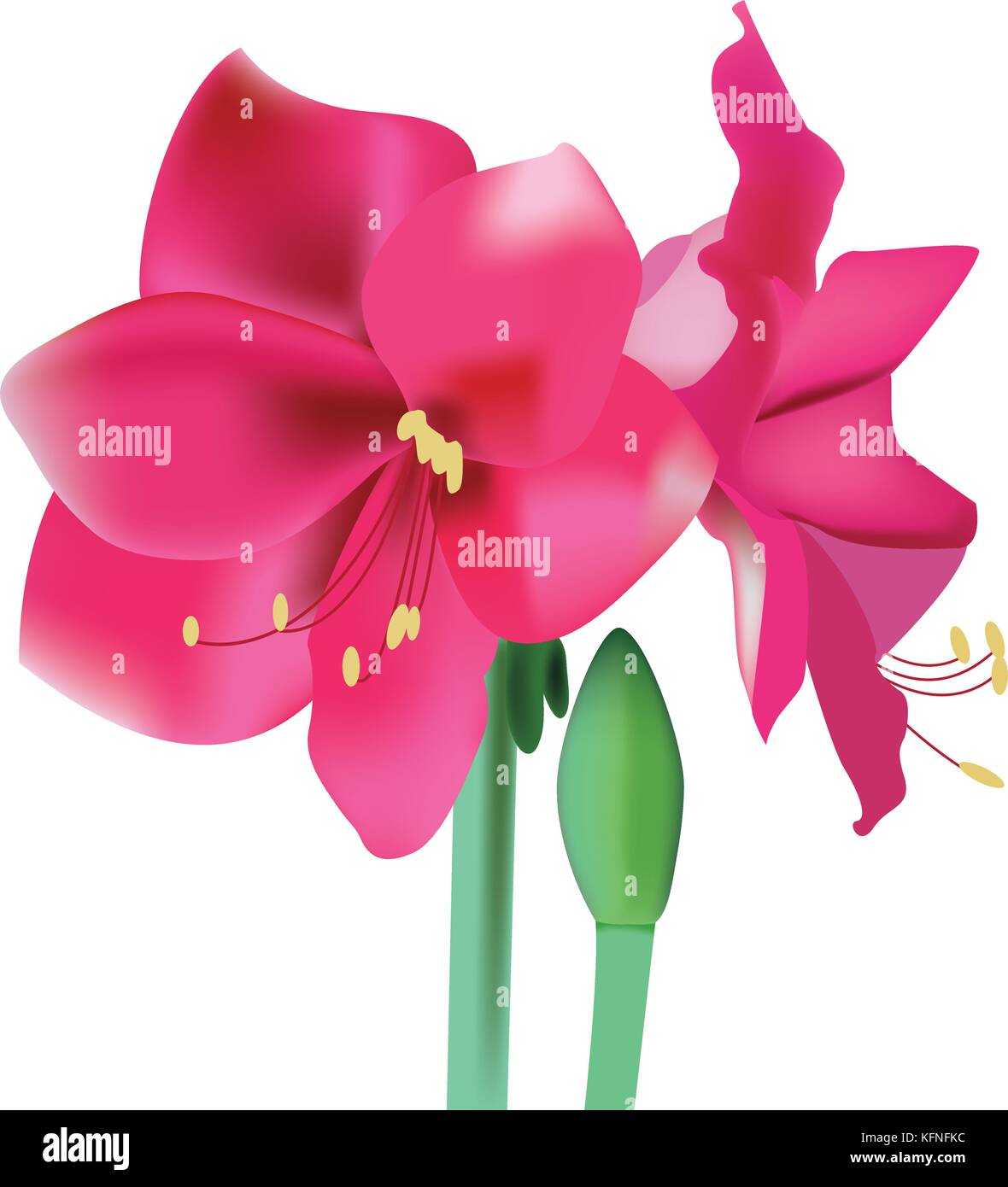 Schöne rosa Blüte amaryllis Vector Illustration Stock Vektor