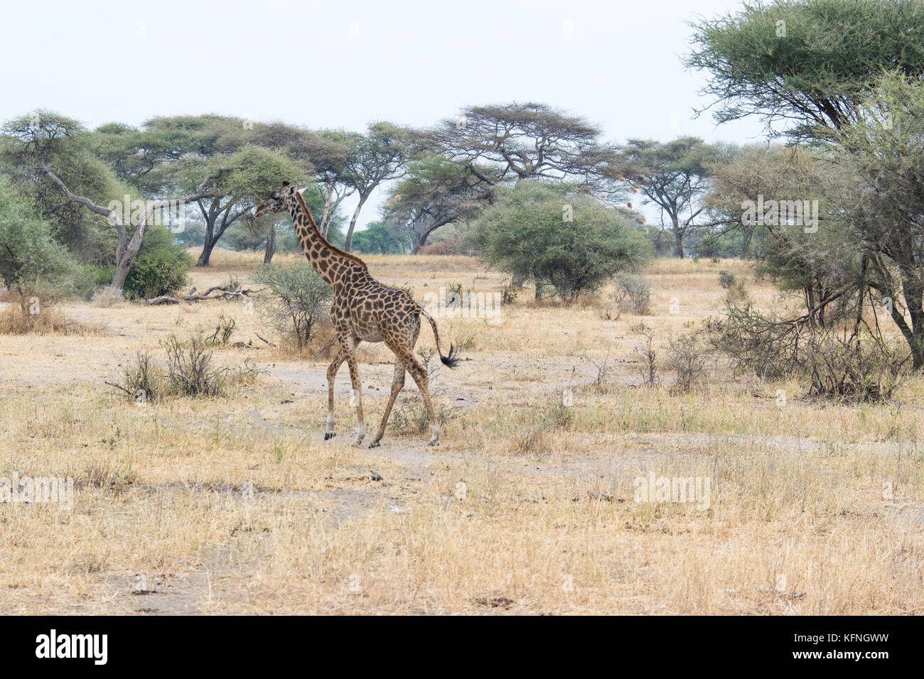 Meine Fotos afrikanische Tierwelt zeigen, gibt es einige Tiere, darunter Elefanten, Giraffen, Büffel. Stockfoto